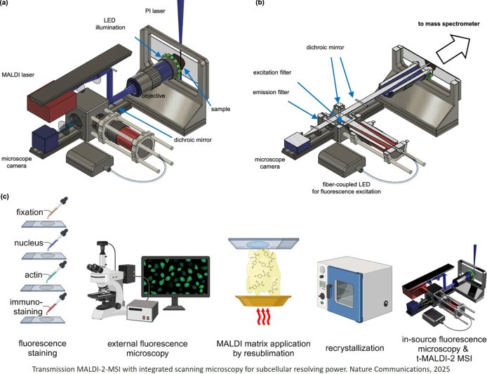 Spatial biology to visualize chemical signals of individual cells