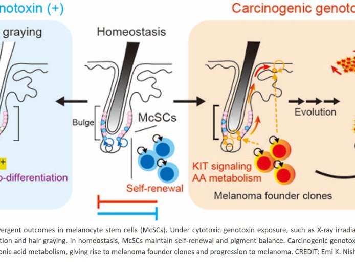How hair stem cells under stress make decisions to graying or melanoma