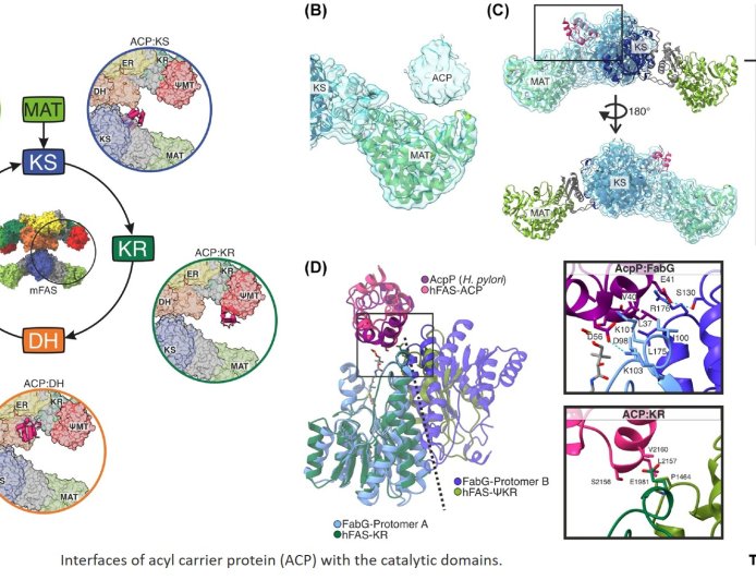 Molecular mechanisms of the mammalian fatty acid cycle