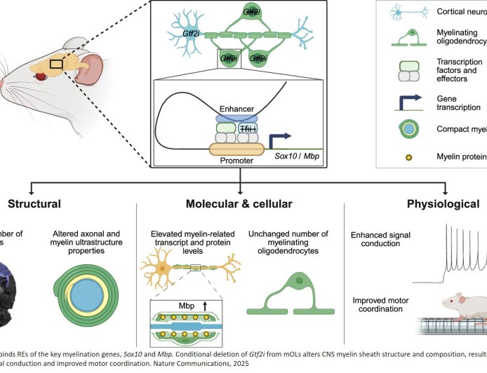 Mechanism to increase myelin production in the brain