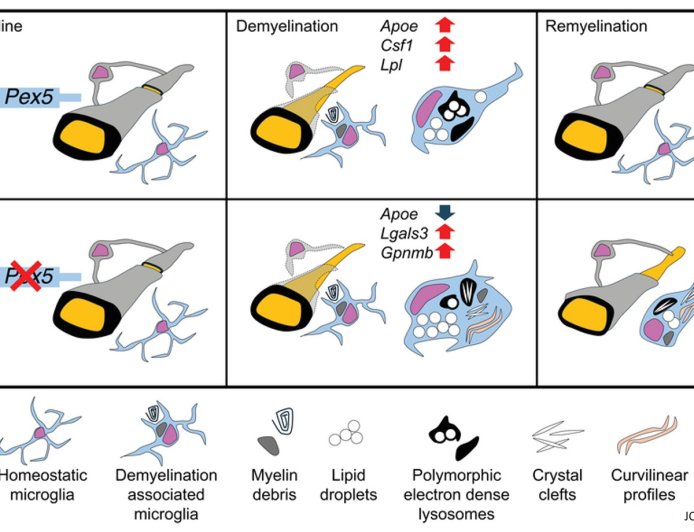 Mechanism of cellular debris clearance and myelin renewal