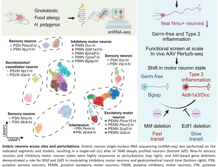 Mapping how gut neurons respond to bacteria, parasites and food allergy