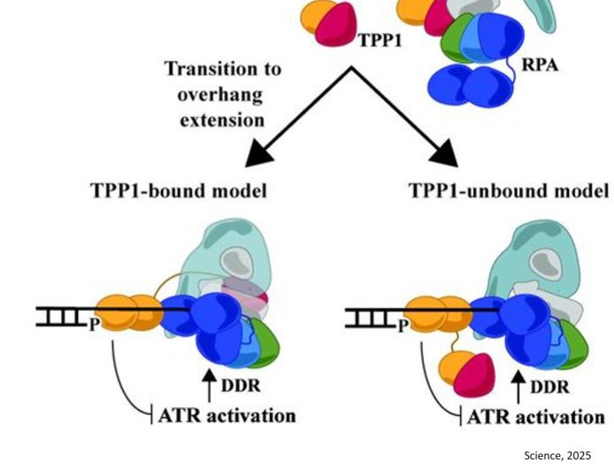 Human Replication Protein A complex is Essential for Telomere Maintenance