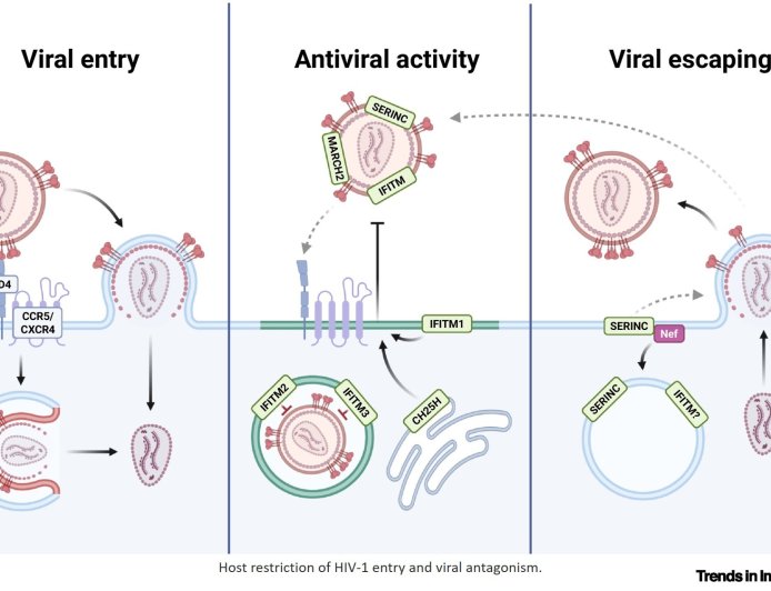 Tussle between host immunity and HIV-1