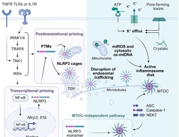 Inflammasome post-translational modifications!