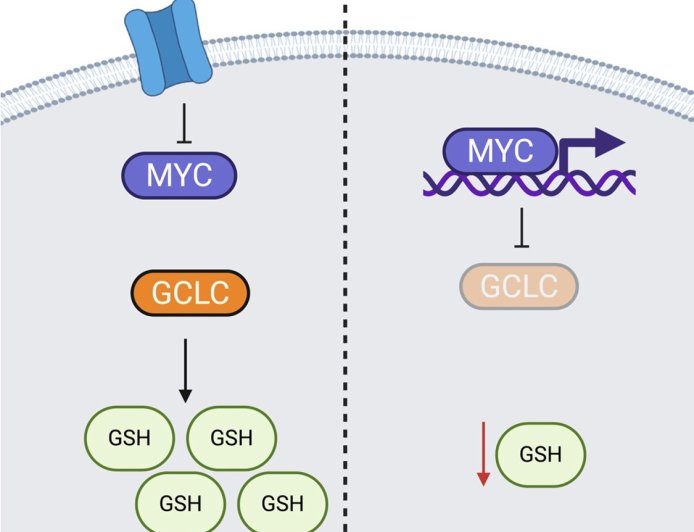 Inducing ferroptosis to impede metastasis by inhibiting the calcium channel TRPC6