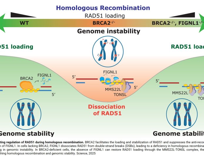 A novel mechanism behind breast cancer chemoresistance discovered
