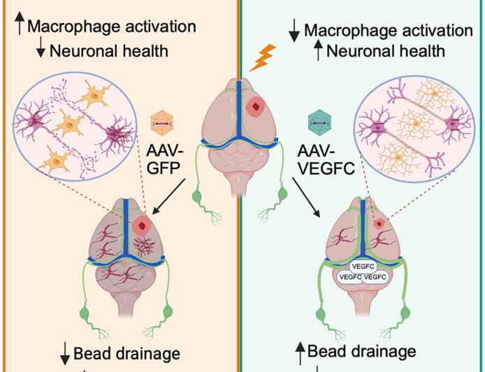 Traumatic-brain-injury-driven tauopathy treatment with VEGFC