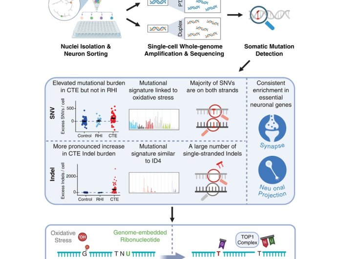 DNA damage in chronic traumatic encephalopathy (CTE) 