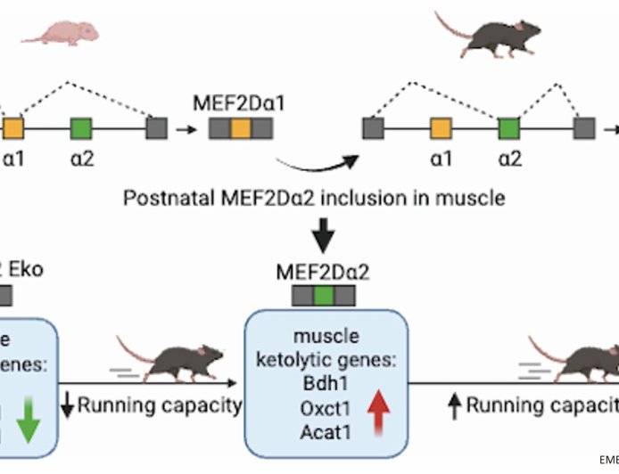 A muscle specific protein reduces high ketone levels in diabetic patients