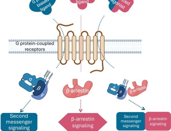 Biased signaling in class A GPCRs