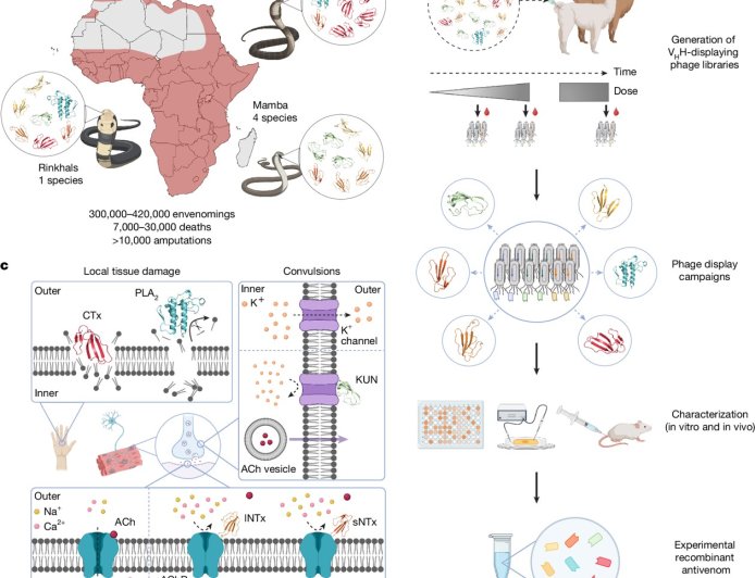 Nanobody-based recombinant antivenom