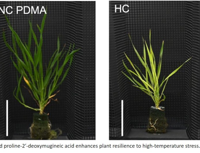 Extra iron helps stressed out wheat grow up big and strong