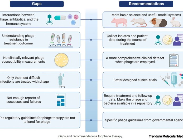 The future of phage therapy in the USA