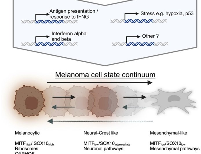 Unlocking melanoma’s cellular mosaic for immunotherapy