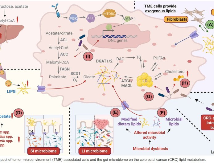 Lipid metabolism in colorectal cancer
