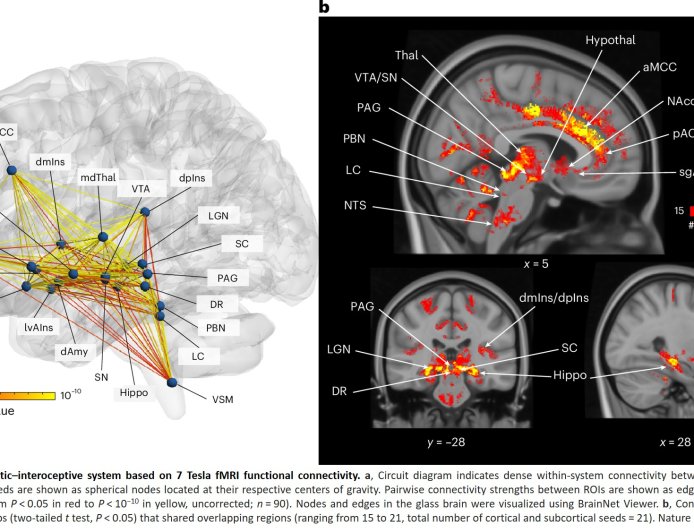 How the human brain anticipates and regulates the body’s needs