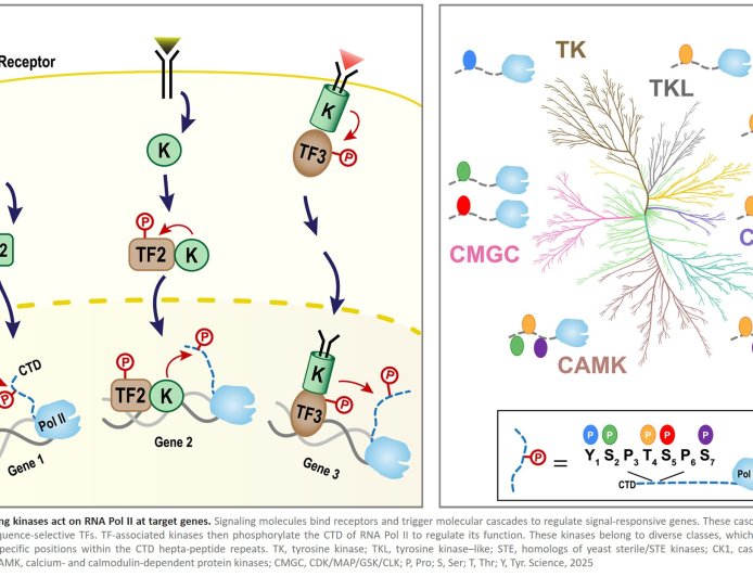 Direct targeting and regulation of RNA polymerase II by cell signaling kinases