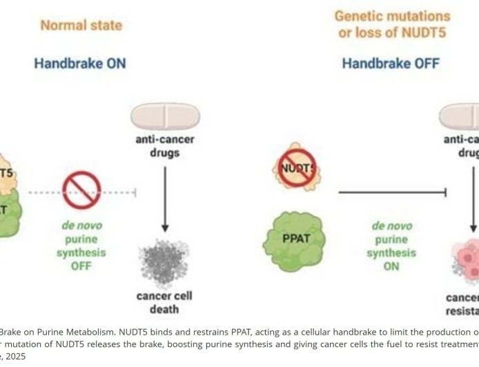 Controlling cancer drug response by regulating purine biosynthesis