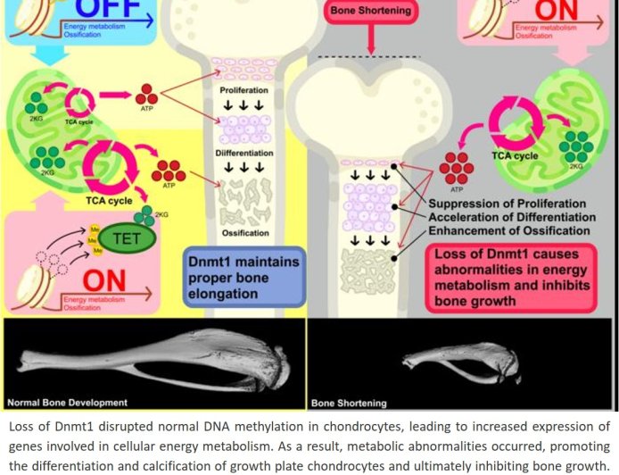 A novel mechanism regulating bone growth