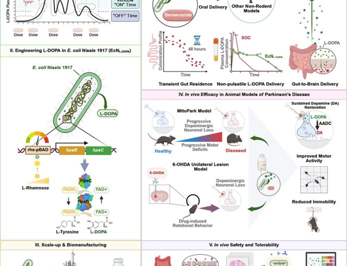 Alleviating Parkinson’s motor deficits by bioengineered gut bacterium