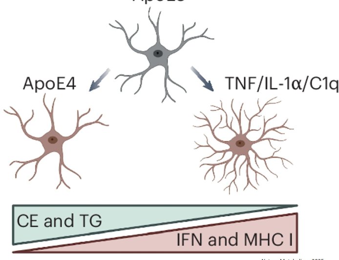 The Neurolipid Atlas: a lipidomics resource for neurodegenerative diseases