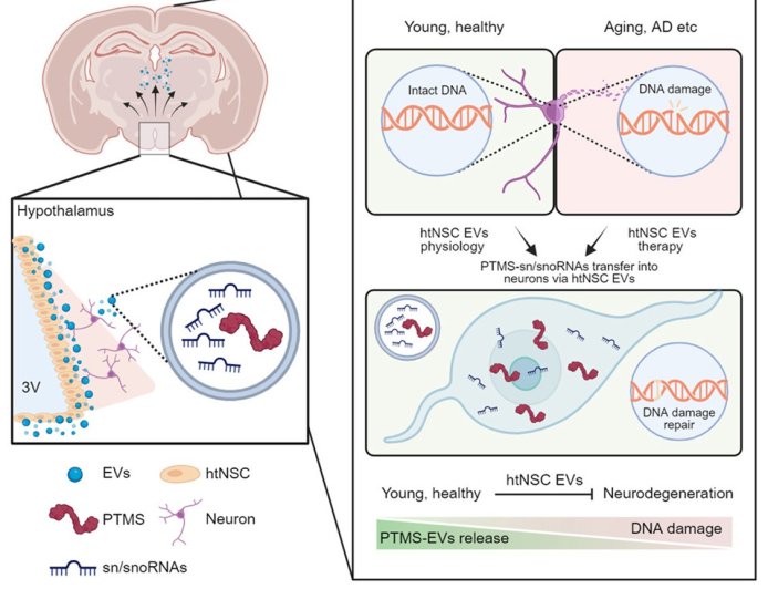 Role of parathymosin (PTMS) in aging-associated neurodegeneration