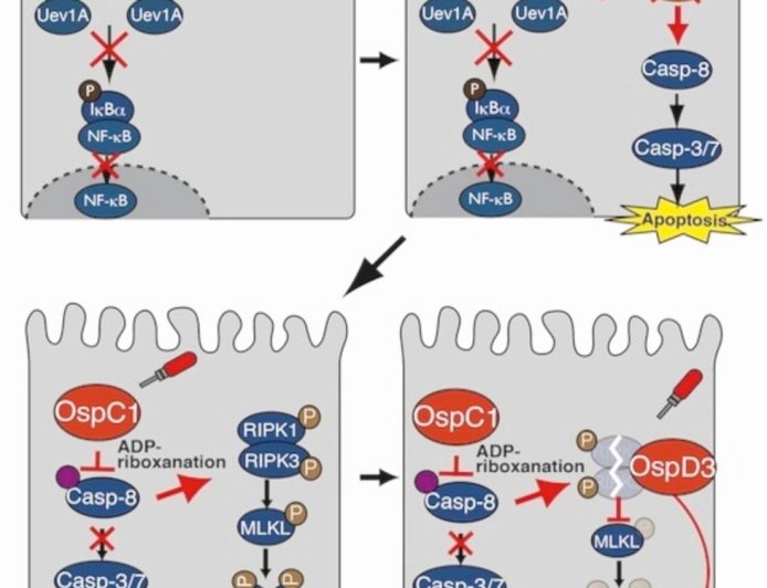 How bacteria that cause inflammatory colitis outmaneuver our body’s defenses