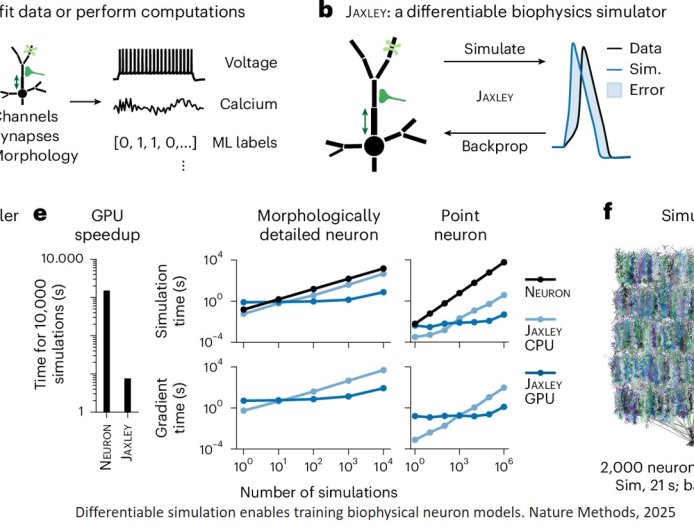 AI based biophysical models of neural dynamics