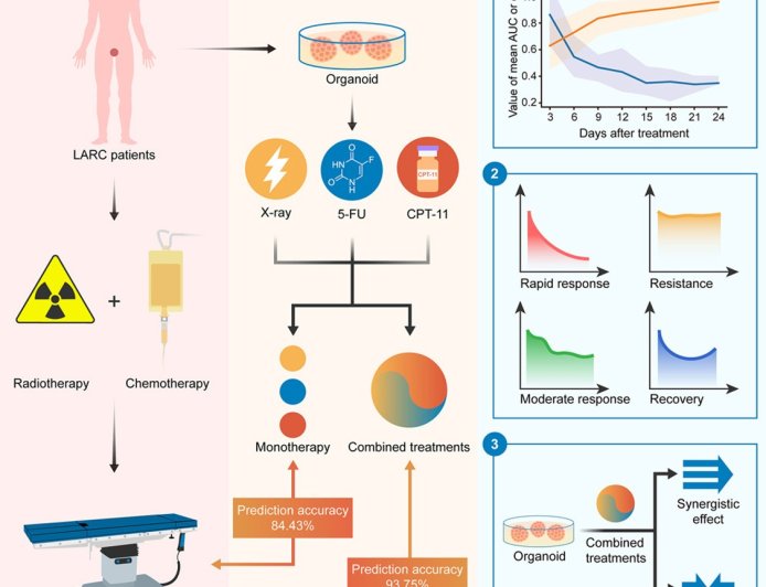 Comprehensive dissection of rectal cancer organoids in responses to chemoradiation