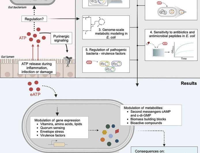 Extracellular ATP is an environmental cue in bacteria