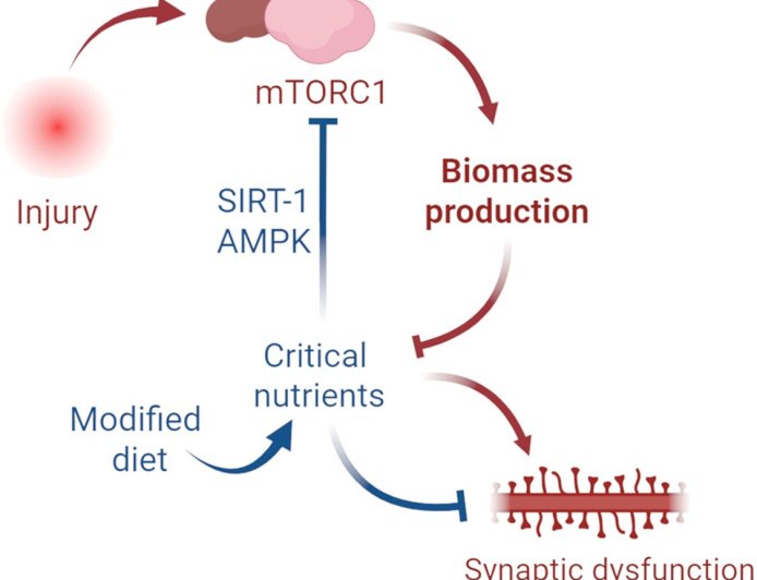 The mechanism to transition from acute to chronic pain