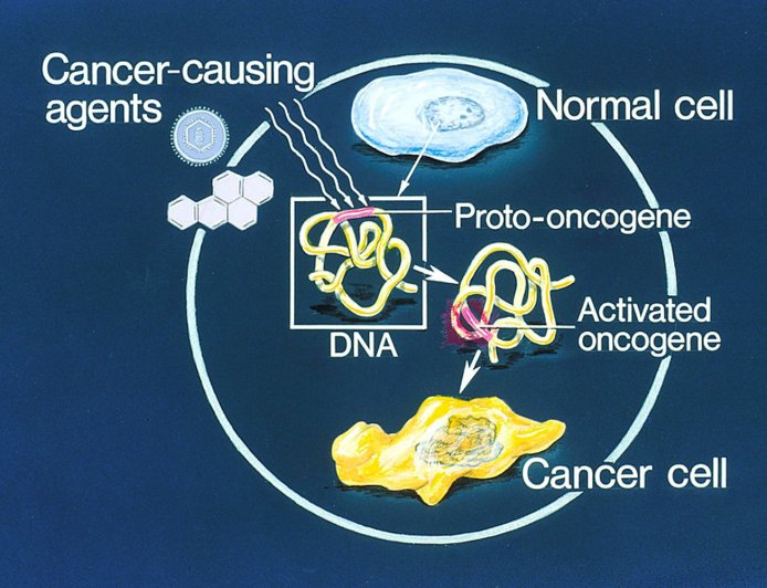 Cancer: Proto-oncogenes, Oncogenes and Anti-oncogenes