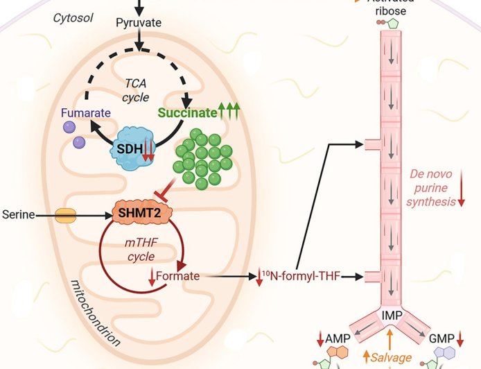 Accumulation of succinate suppresses de novo purine synthesis through succinylation-mediated control of the mitochondrial folate cycle