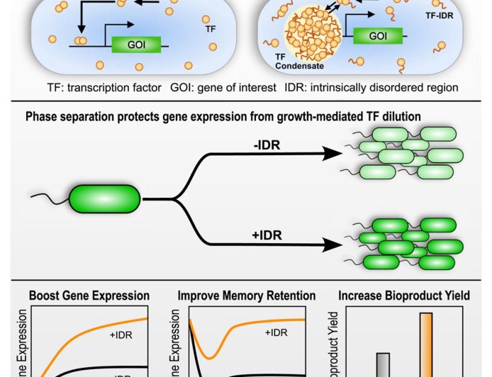 Stabilizing synthetic gene circuits in liquid condensates