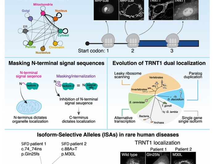 Rare human diseases from alternative start codons