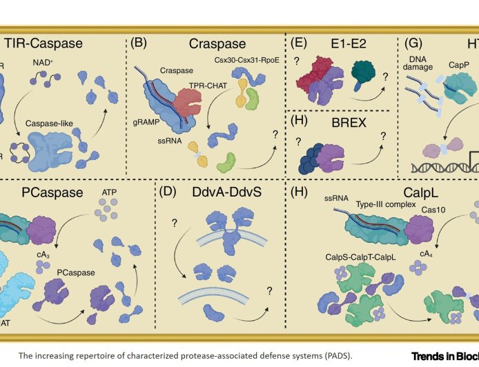 Proteases in bacteriophage defense systems and their potential in bioengineering