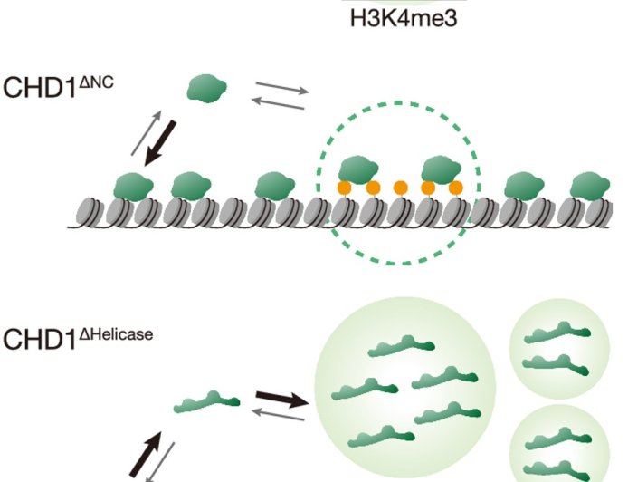 Protein droplets in the nucleus guard against cancer 