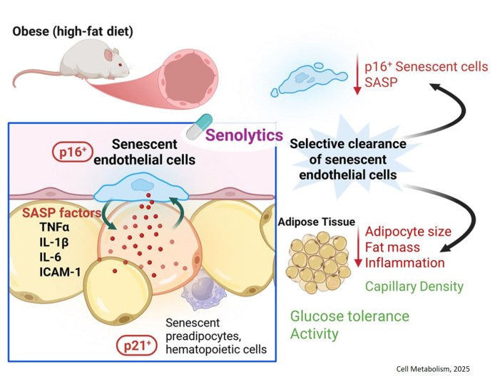 Aged blood vessel cells drive metabolic diseases