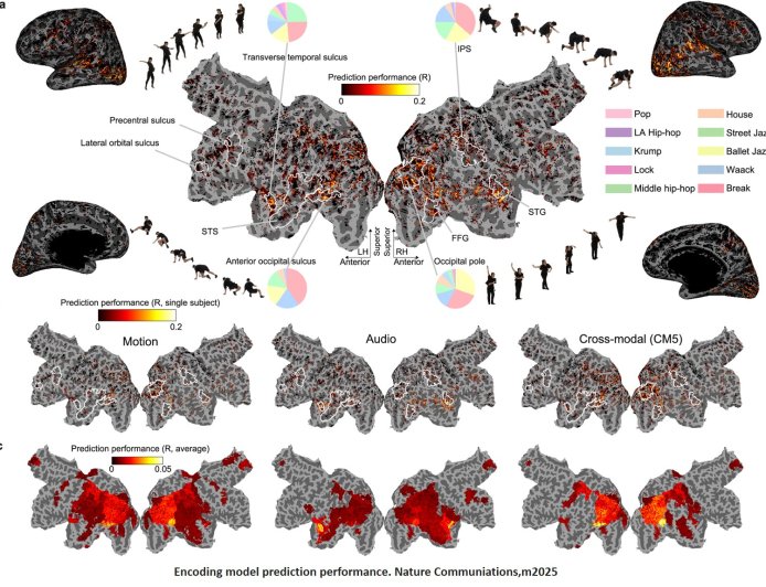 AI generative models reveal the cortical representation of dancing