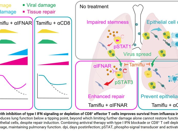 Rebalancing lung repair with immune damage is key to surviving severe influenza