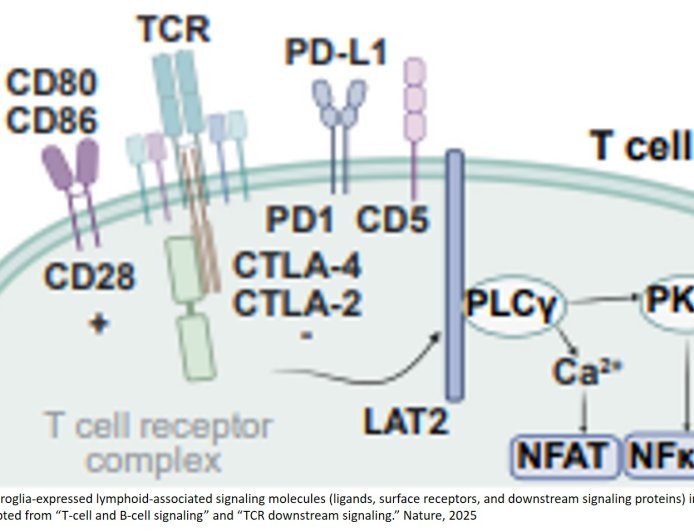 Microglia expressing lymphoid genes are neuroprotective