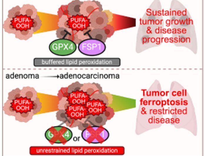  Blocking key protein triggers cancer cell self-destruction