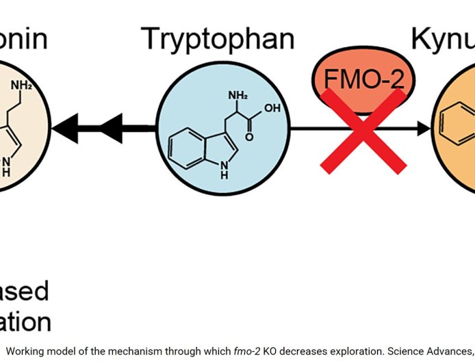 Intestinal enzyme FMO-2 regulates behavior