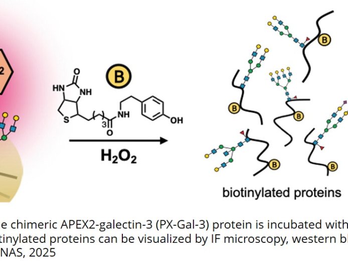 Sugar molecules that trigger placental formation identified!