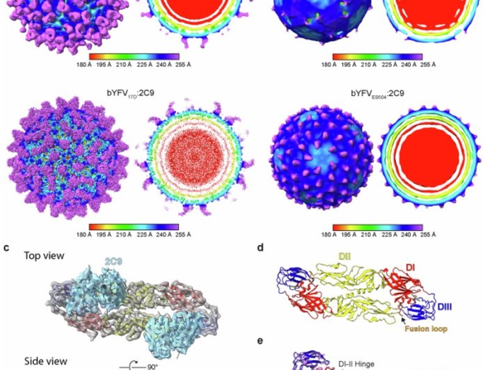 Cryo-EM structure of yellow fever virus