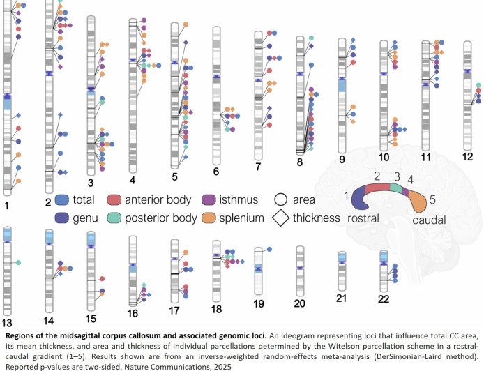 AI Uncovers Genetic Architecture of the Human Corpus Callosum