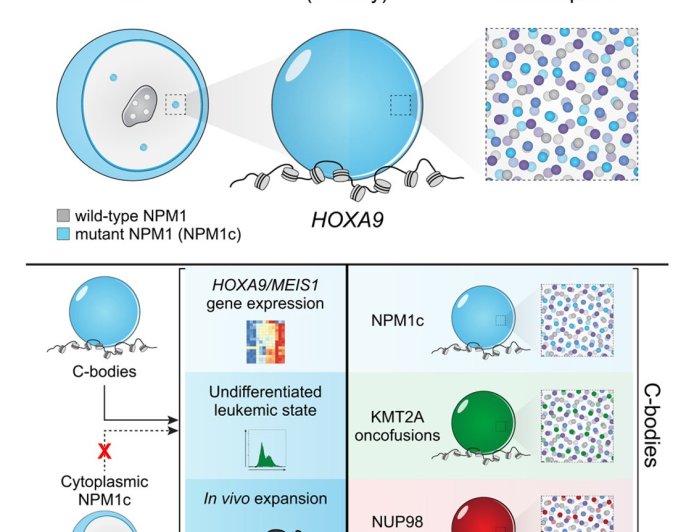 Leukemia mutations in nuclear droplets!