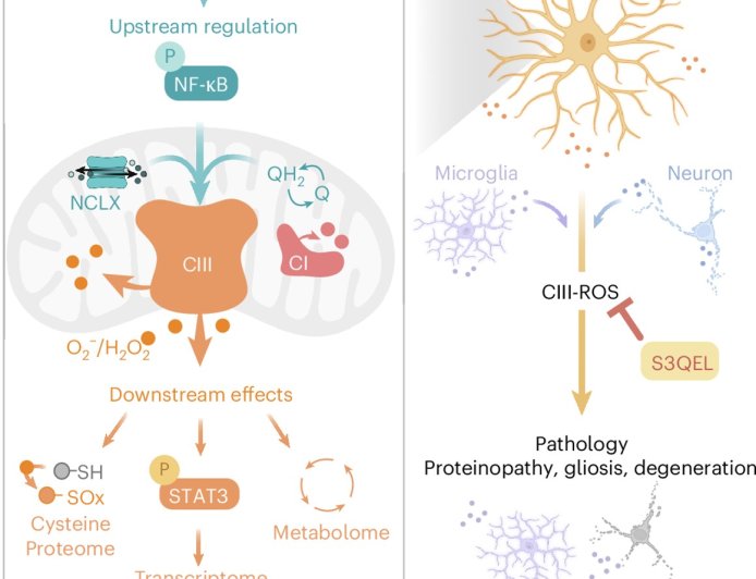 Free radicals in the brain that may fuel dementia