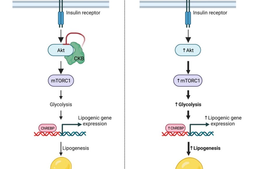 Role of creatine kinase B in lipid metabolism